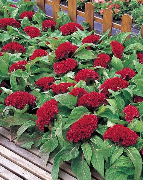 Celosia Cristata Armor Red Flower Seeds